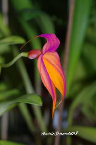 Masdevallia veitchiana