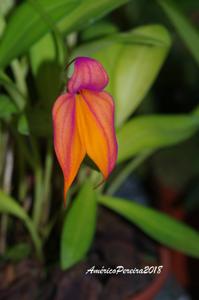 Masdevallia veitchiana