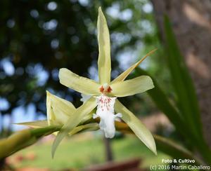 Miltonia flavescens