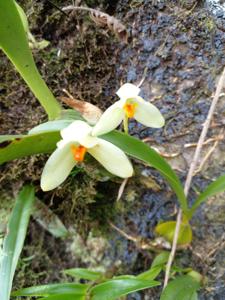 Maxillaria hedwigiae