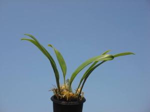 Maxillaria hennisiana
