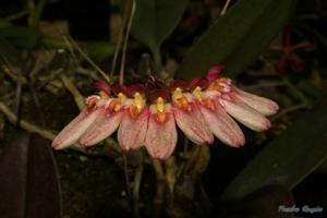 Bulbophyllum weberi