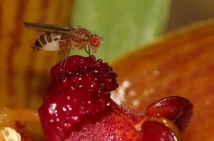 Bulbophyllum membranifolium