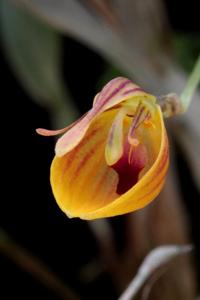 Restrepia nittiorhyncha