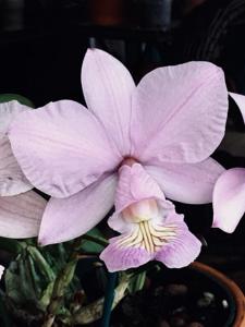 Cattleya nobilior