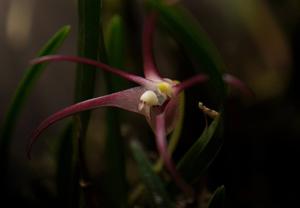 Dendrobium brevicolle
