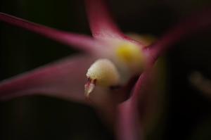 Dendrobium brevicolle