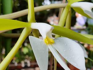 Epidendrum parkinsonianum