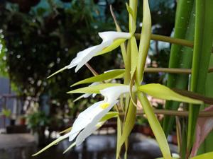 Epidendrum parkinsonianum