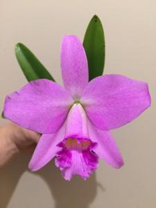 Cattleya praestans