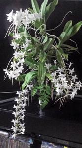 Aerangis ellisii