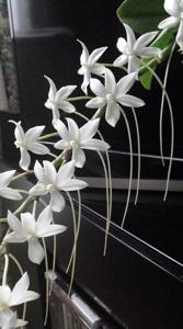 Aerangis ellisii