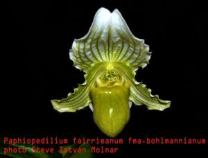 Paphiopedilum fairrieanum