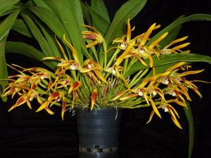 Maxillaria longipetala