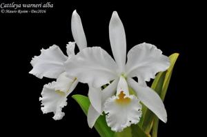 Cattleya warneri