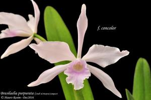 Cattleya purpurata