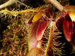 Bulbophyllum dayanum