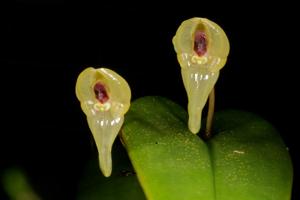 Pleurothallis scurrula