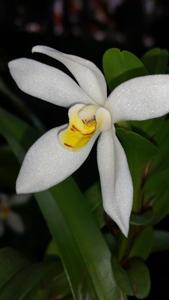 Maxillaria lutescens