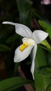 Maxillaria lutescens