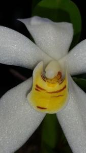 Maxillaria lutescens