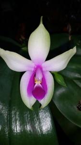 Phalaenopsis bellina