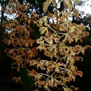 Dendrobium discolor