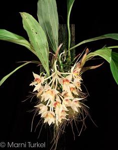 Sievekingia fimbriata