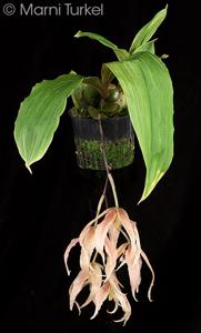 Paphinia herrerae