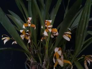Maxillaria picta