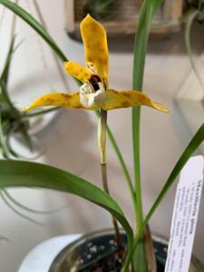 Maxillaria picta