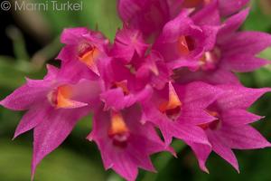 Dendrobium petiolatum