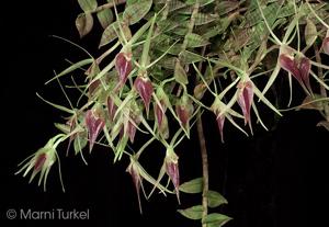 Epidendrum escobarianum