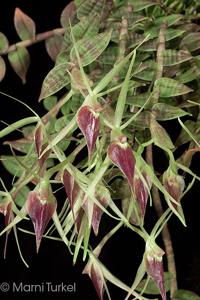 Epidendrum escobarianum
