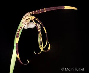 Maxillaria speciosa