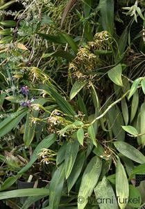 Maxillaria speciosa