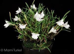 Dendrobium subuliferum