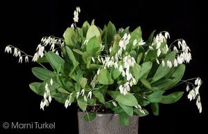 Pabstiella leucopyramis