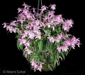 Barkeria spectabilis