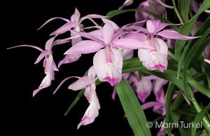 Barkeria spectabilis