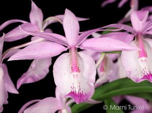 Barkeria spectabilis