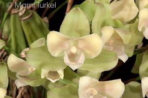 Lycaste brevispatha