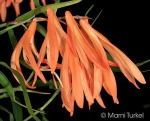 Dendrobium aurantiiflammeum