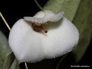 Masdevallia andreettana