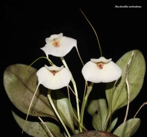 Masdevallia andreettana