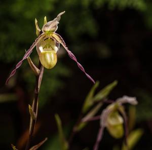Phragmipedium christiansenianum