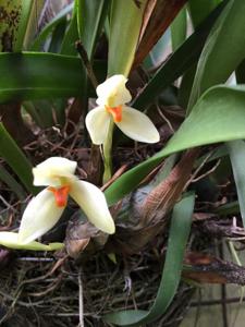 Maxillaria hedwigiae