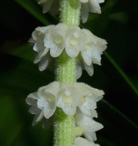Ascidieria longifolia