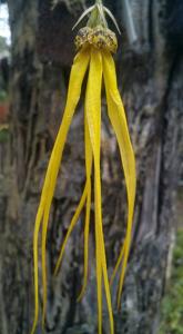 Bulbophyllum thiurum