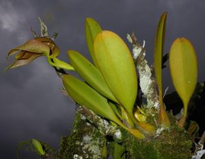 Bulbophyllum grandiflorum